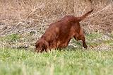 SETTER IRLANDAIS 259